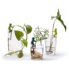 Drie Leafriend stekjeshouders ondersteunen verschillende plantenstekjes in glazen met water en zichtbare wortels