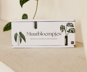 Muurbloempje