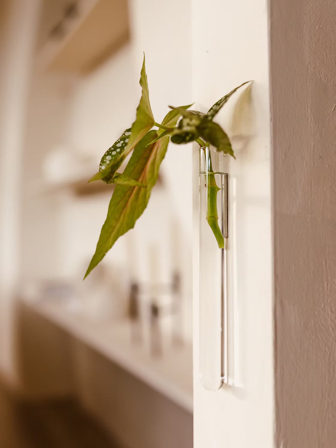 Transparant glazen wandvaasje met groen plantenstekje en water, bevestigd aan een lichte muur