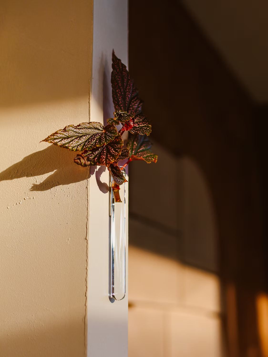 Glazen Muurbloempje wandvaasje met decoratieve tak en roodgroene bladeren aan een muur in warm zonlicht