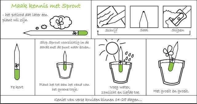 Potlood dat uitgroeit tot een Zonnebloem - Afbeelding 2