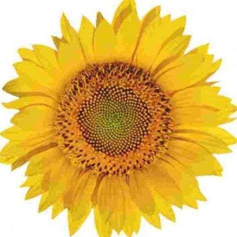 Potlood dat uitgroeit tot een Zonnebloem - Afbeelding 3
