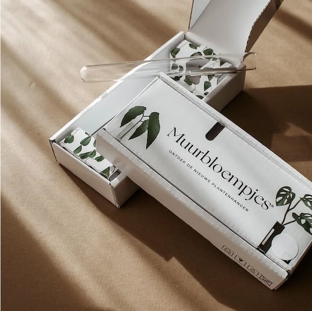 Muurbloempje - Afbeelding 3