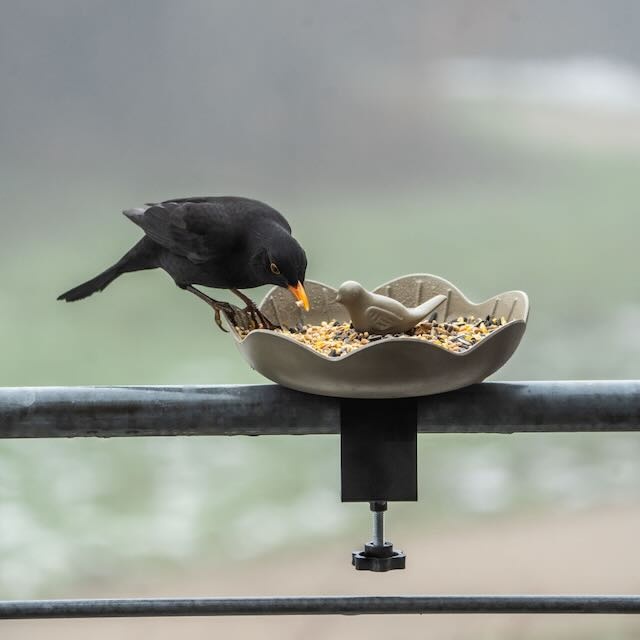 Vogelvoederschaal Balkon - Afbeelding 5