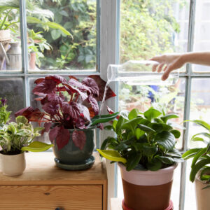 Watergeefhulp voor Planten – Peleg Design Leaflow Set van 3