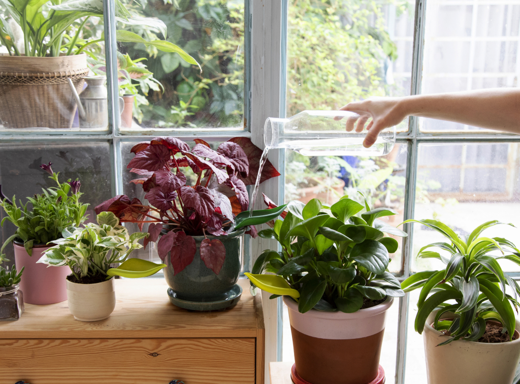 Watergeefhulp voor Planten – Peleg Design Leaflow Set van 3 - Afbeelding 2